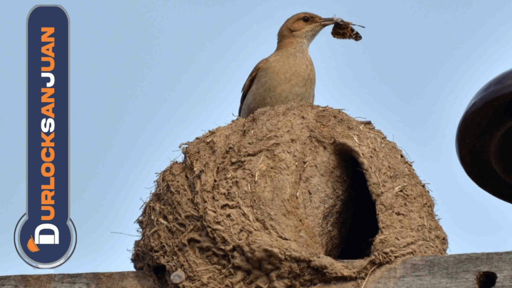 "Pájaro hornero construyendo su casa de barro"